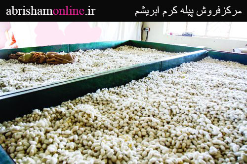 پیله کرم ابریشم